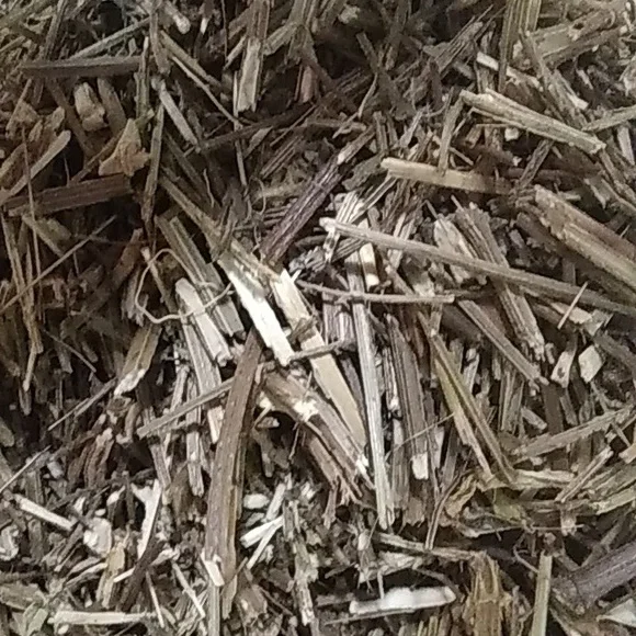 Vervain - Picture 2 of 2